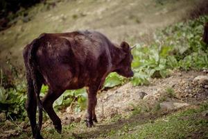 vaches, vaches paissant sur le plateau photo