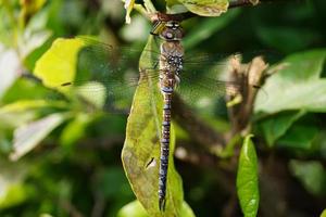 libellule aeshna cyanea photo