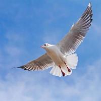 mouette volant sur fond de ciel bleu photo