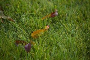 tas de feuilles d'automne sur l'herbe herbe verte photo