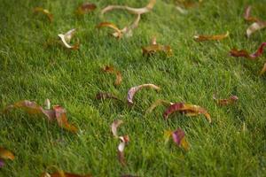 tas de feuilles d'automne sur l'herbe herbe verte photo