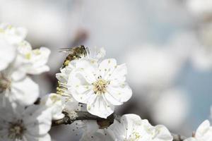 abeille sur fleur d'abricotier photo