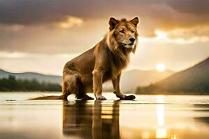 une Lion permanent sur le l'eau à le coucher du soleil. généré par ai photo