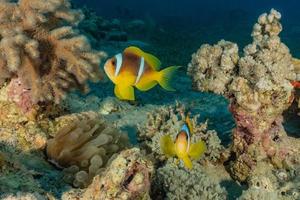 les poissons nagent dans la mer rouge, poissons colorés, eilat israël photo