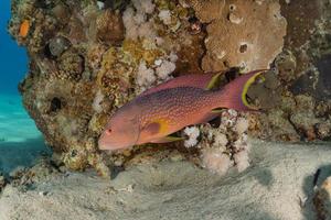 les poissons nagent dans la mer rouge, poissons colorés, eilat israël photo