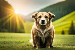 une chien séance dans le herbe avec le Soleil derrière il. généré par ai photo