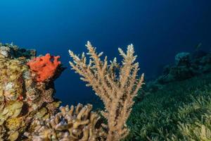 récif de corail et plantes aquatiques dans la mer rouge, eilat israël photo