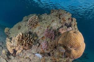 récif de corail et plantes aquatiques dans la mer rouge, eilat israël photo