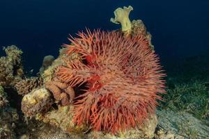 récif de corail et plantes aquatiques dans la mer rouge, eilat israël photo