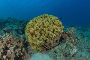 récif de corail et plantes aquatiques dans la mer rouge, eilat israël photo