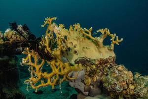 récif de corail et plantes aquatiques dans la mer rouge, eilat israël photo