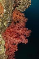 récif de corail et plantes aquatiques dans la mer rouge, eilat israël photo