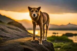 une chien permanent sur une Roche à le coucher du soleil. généré par ai photo