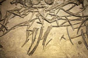 ancien squelette de dinosaure préhistorique fossile
