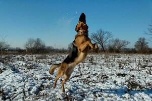 allemand berger sauter dans hiver photo