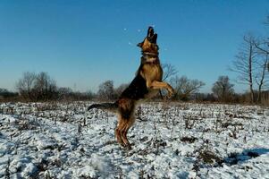 allemand berger sauter dans hiver photo