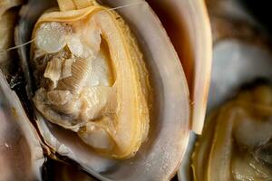 Frais vongole. macro Contexte. texture vongole. photo