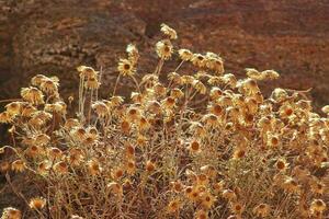 phagnalon fleur dans chaud été Soleil dans fermer photo