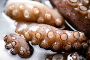 le tentacules de le poulpe sont bouilli dans l'eau. photo