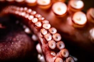 le tentacules de le poulpe sont bouilli dans l'eau. photo