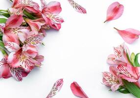 magnifique alstroemeria fleurs sur blanc Contexte photo