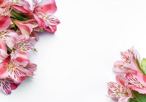 magnifique alstroemeria fleurs sur blanc Contexte photo