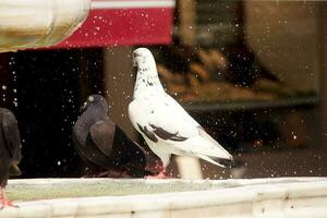 gris pigeons baignade dans le Fontaine sur une chaud été journée dans le turc ville de Kusadasi photo