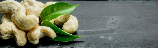 anacardier des noisettes avec feuilles . photo