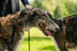 un chien lévrier se tient à côté d'un homme. photo