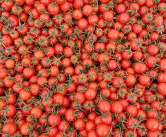 tomate végétale saine et juteuse