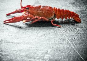 un rouge bouilli écrevisse. photo