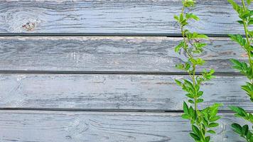 plantes sur fond de pierre. branches aux feuilles vertes, fleurs. photo