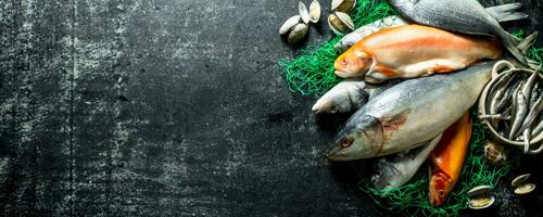 divers brut poisson et Huîtres. photo