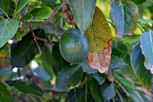 vert savoureux en bonne santé biologique Avocat croissance sur une arbre dans le chaud été Soleil photo