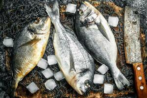 Frais pas préparé dorado poisson sur une Coupe planche. photo