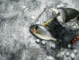 Frais pas préparé dorado poisson dans un vieux seau avec pêche filet. photo