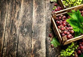 Frais récolte de les raisins dans des boites. photo