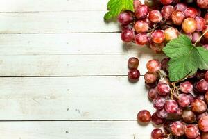 grappes de rouge les raisins avec feuilles. photo