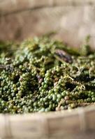 Gousses de grains de poivre vert de kampot biologique fraîchement cueillis crus au cambodge