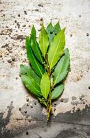 branche de baie feuille et poivre. sur rustique Contexte. photo