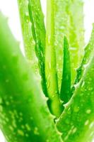 aloe vera sur fond blanc photo