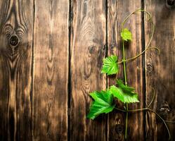 branche de le vigne. photo