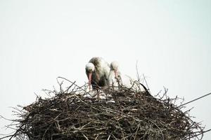 cigogne dans un nid au sommet d'un pilier