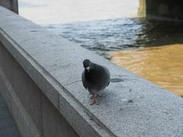 colombophile domestique. nom columba livia domestica oiseau animal photo