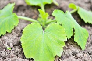 Zucchini plante dans le jardin. printemps temps. photo