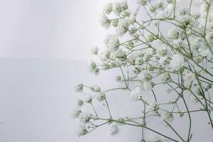 blanc de bébé souffle fleurs sur une blanc Contexte. doux se concentrer. photo