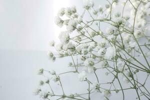 blanc de bébé souffle fleurs sur une blanc Contexte. doux se concentrer. photo