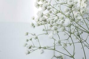 blanc de bébé souffle fleurs sur une blanc Contexte. doux se concentrer. photo