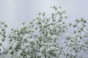 blanc de bébé souffle fleurs sur une blanc Contexte. doux se concentrer. photo