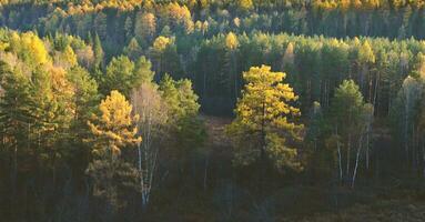 magnifique l'automne paysage panorama de une scénique forêt photo